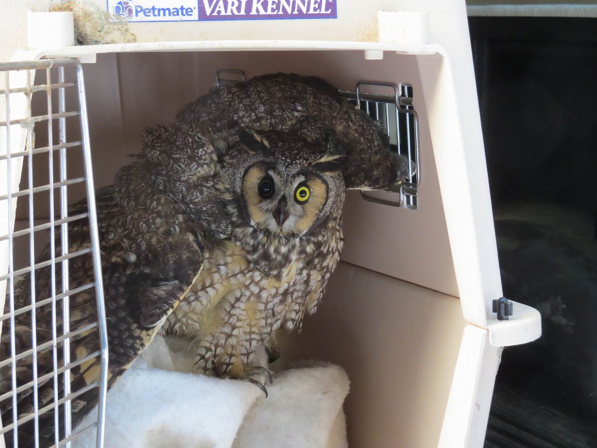 Long-eared Owl - ML292862481