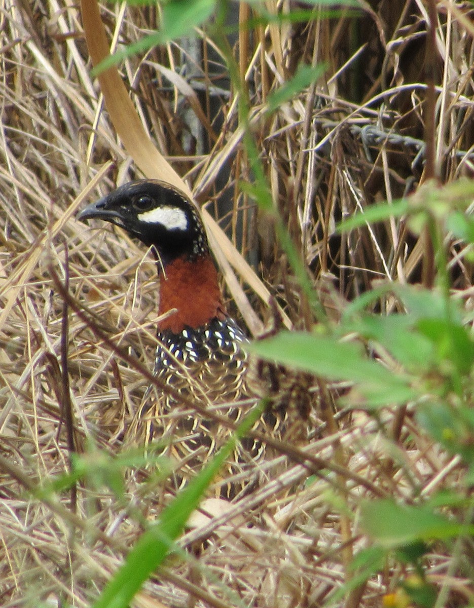 Black Francolin - ML292862521