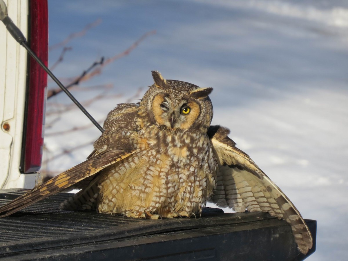 Long-eared Owl - John Tschopp