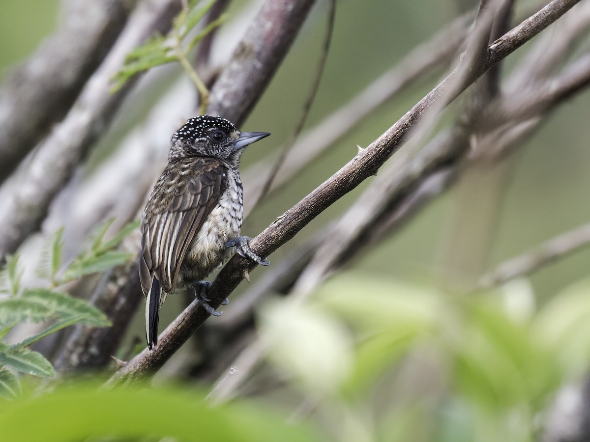 Arrowhead Piculet - ML292862831