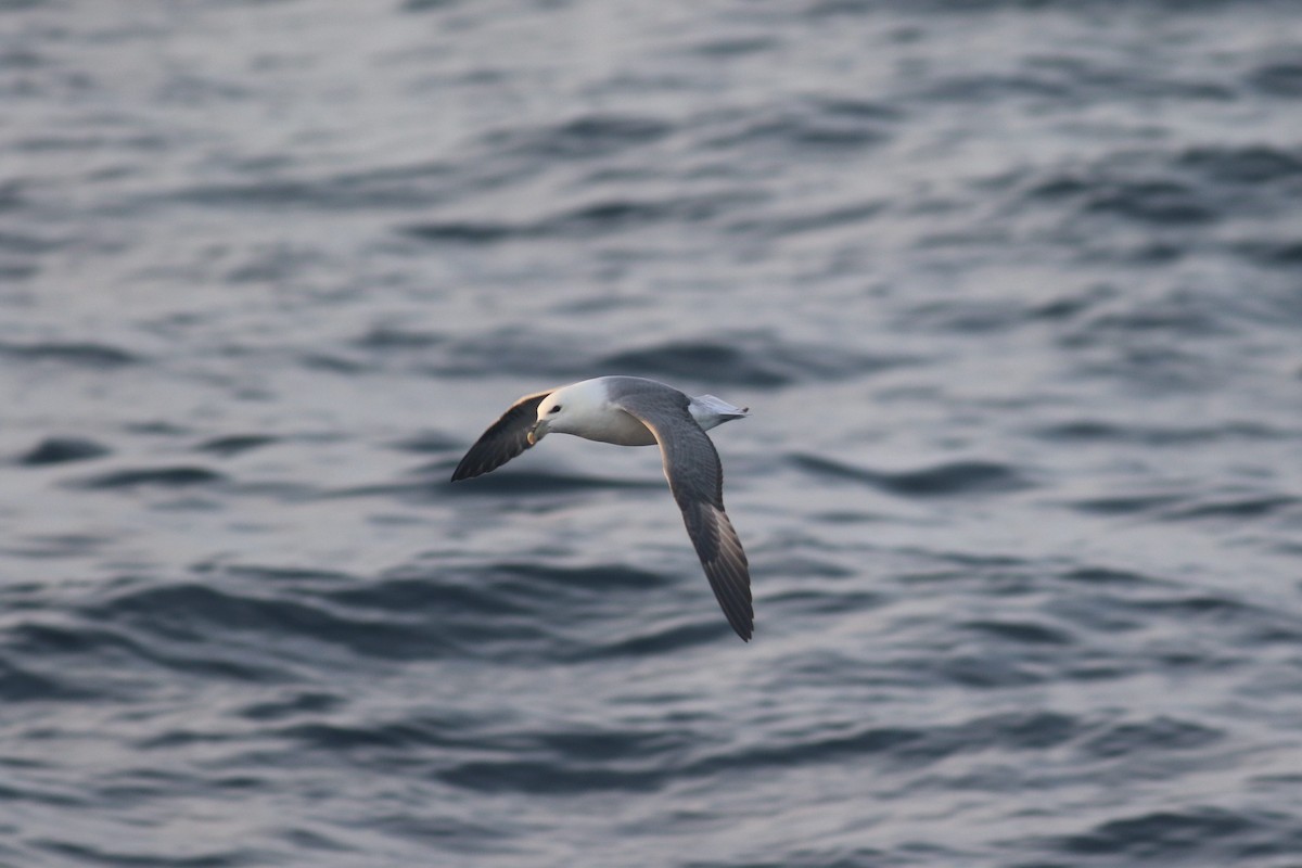 Northern Fulmar (Atlantic) - ML292862911