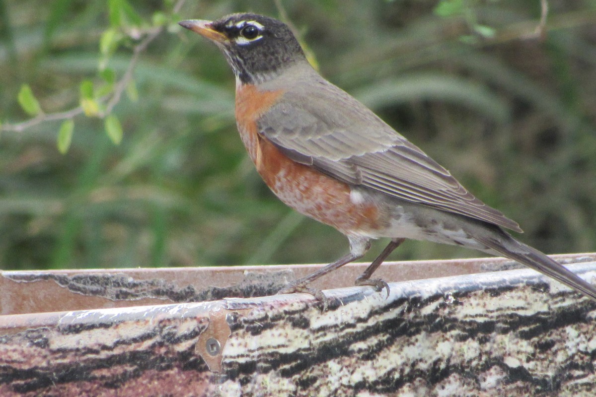 American Robin - ML292862921