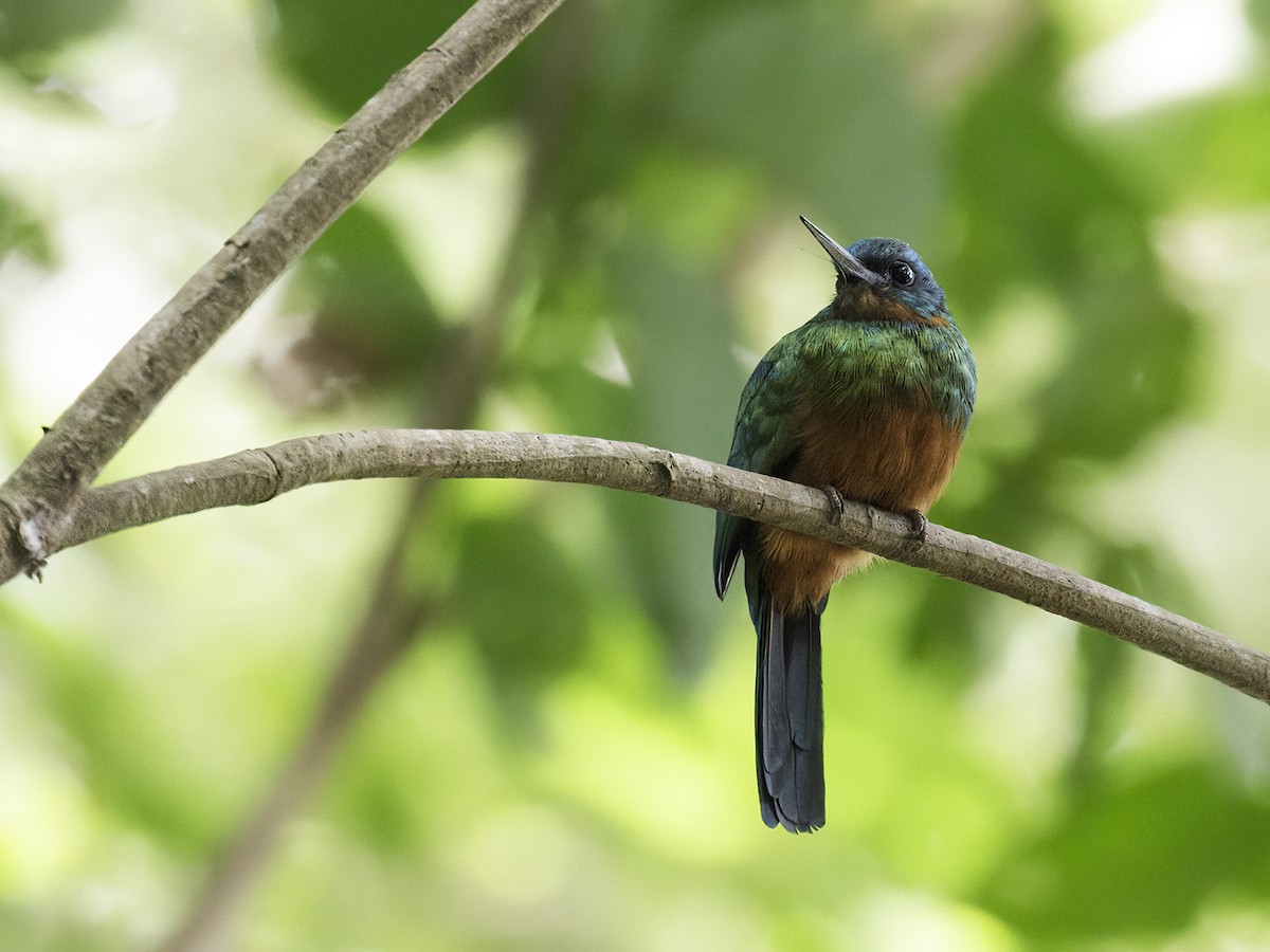 Green-tailed Jacamar - ML292863571