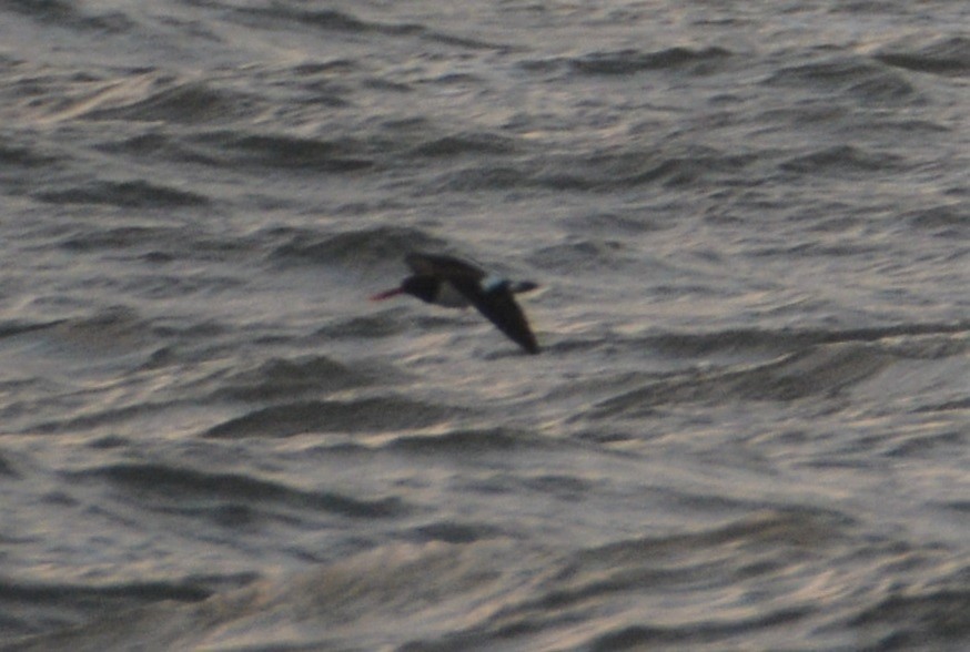 American Oystercatcher - ML292864851