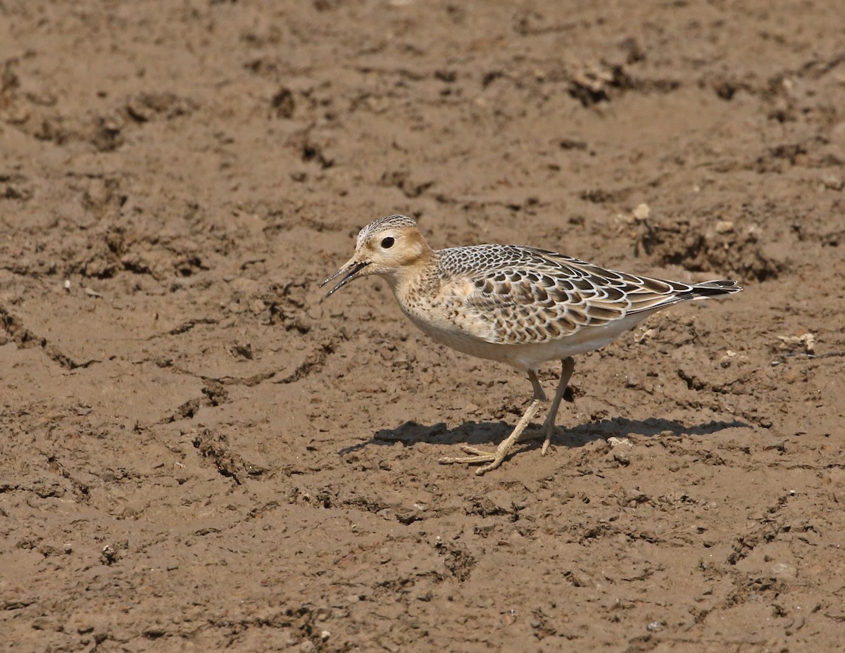 Buff-breasted Sandpiper - ML292865061