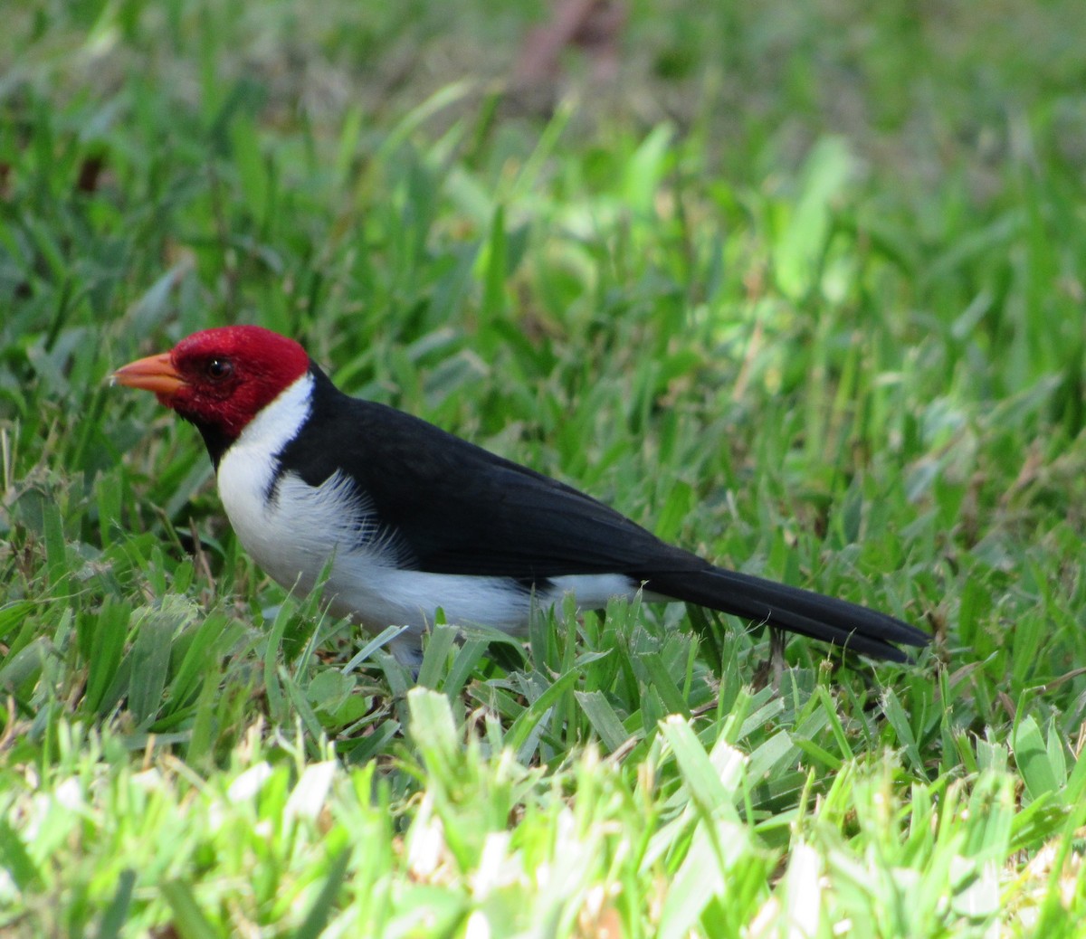 Yellow-billed Cardinal - ML292866051