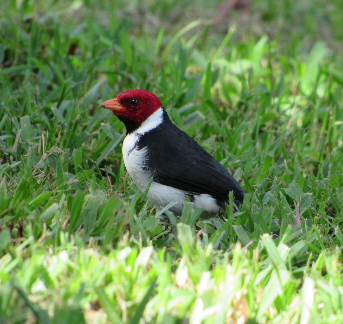 Yellow-billed Cardinal - ML292866271