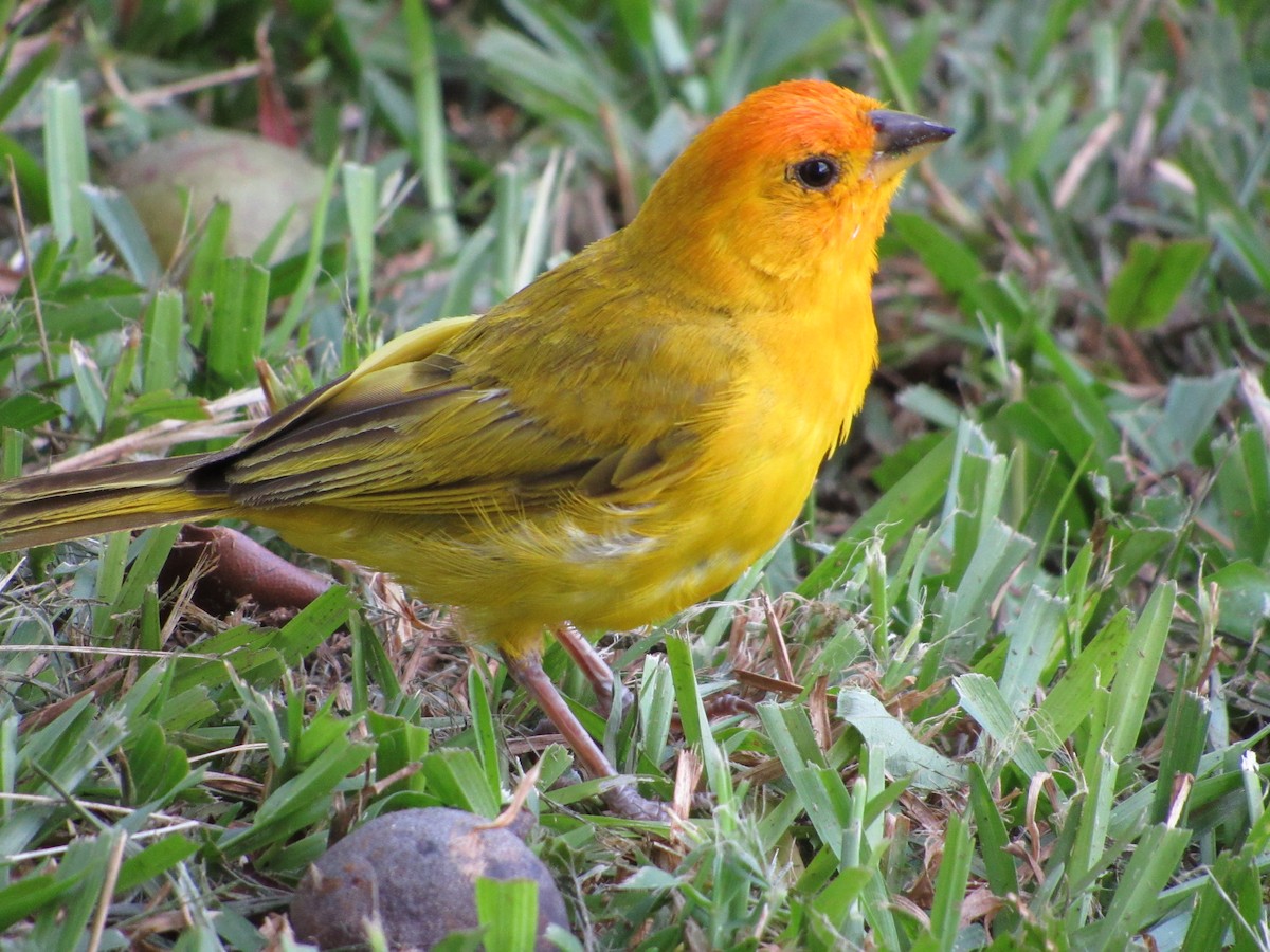 Saffron Finch - ML292866911