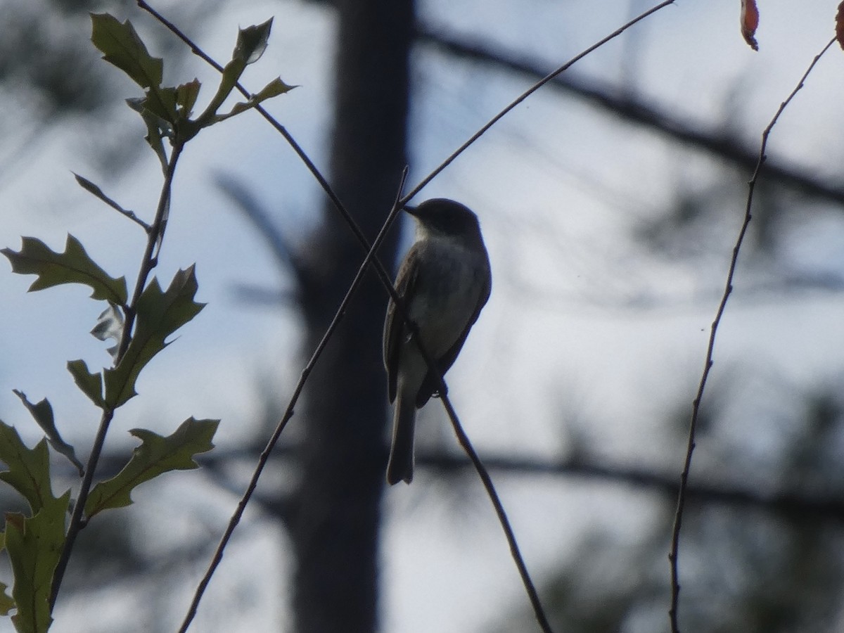 Eastern Phoebe - ML292868381