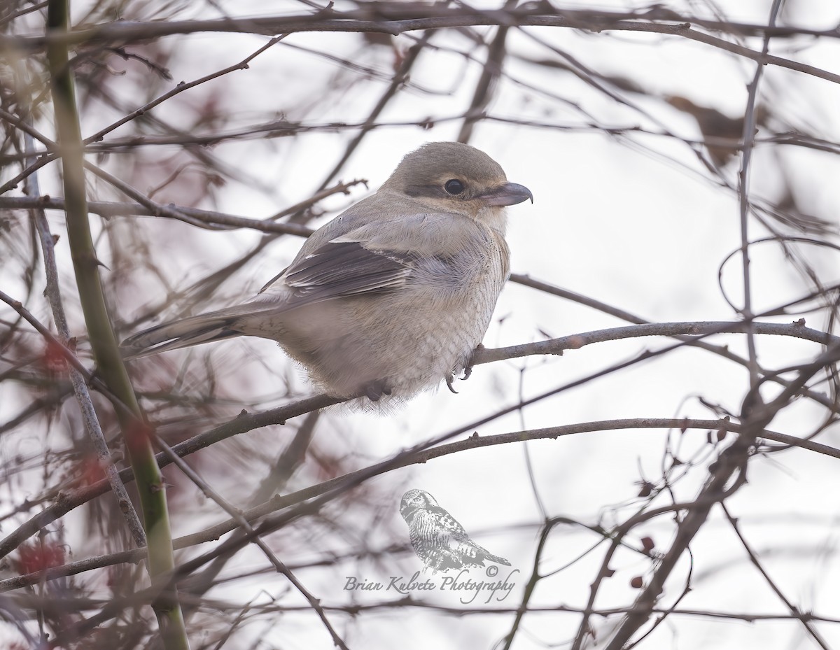 Northern Shrike - ML292868671