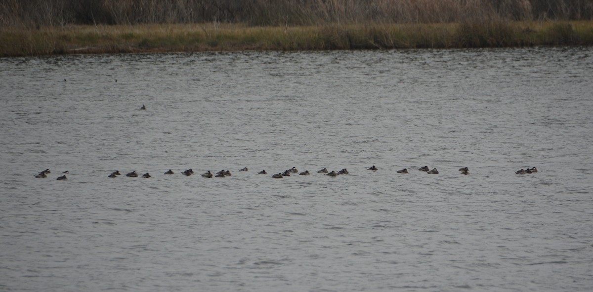 Ruddy Duck - ML292869831