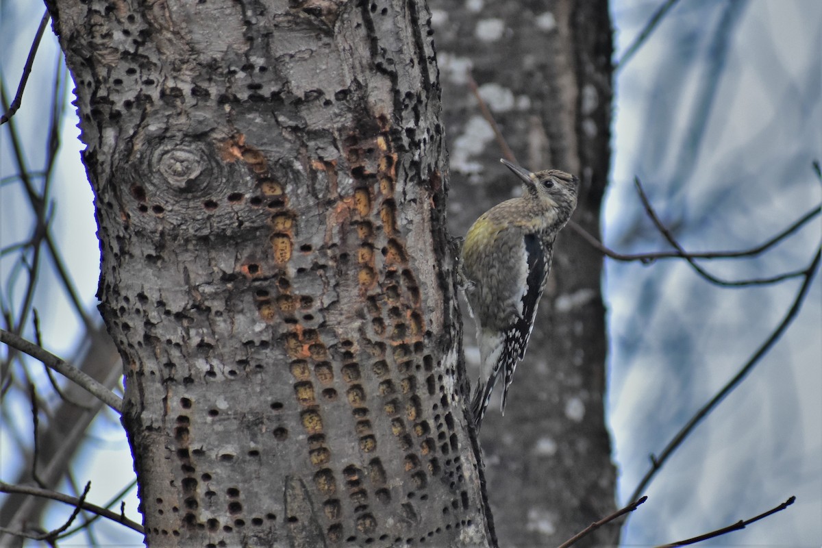 Yellow-bellied Sapsucker - Axel Roos