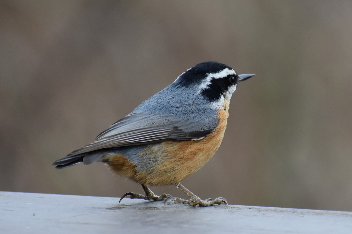 Red-breasted Nuthatch - ML292870661