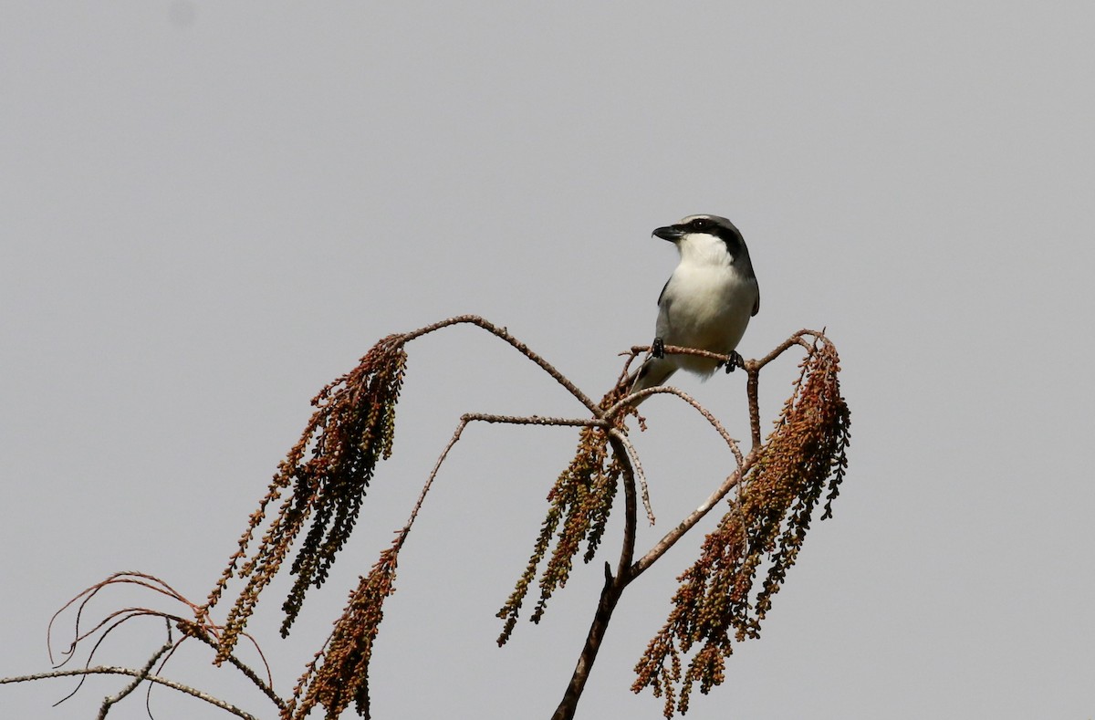 Loggerhead Shrike - ML292871111