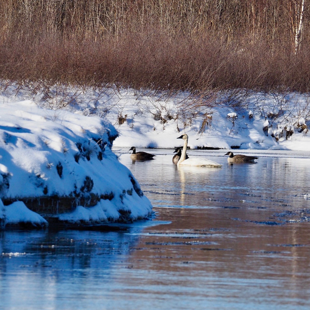 Trumpeter Swan - ML292871801