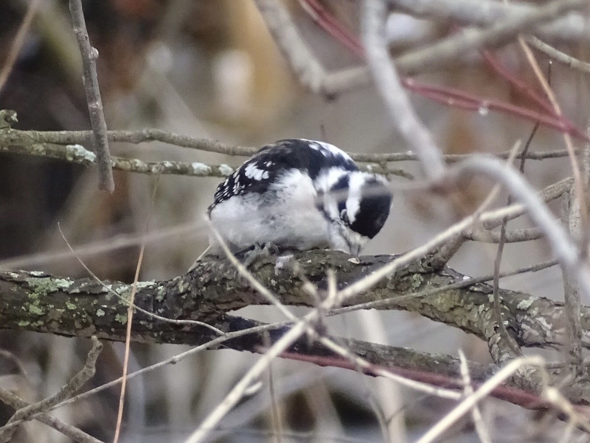 Downy Woodpecker - Jeffrey Roth