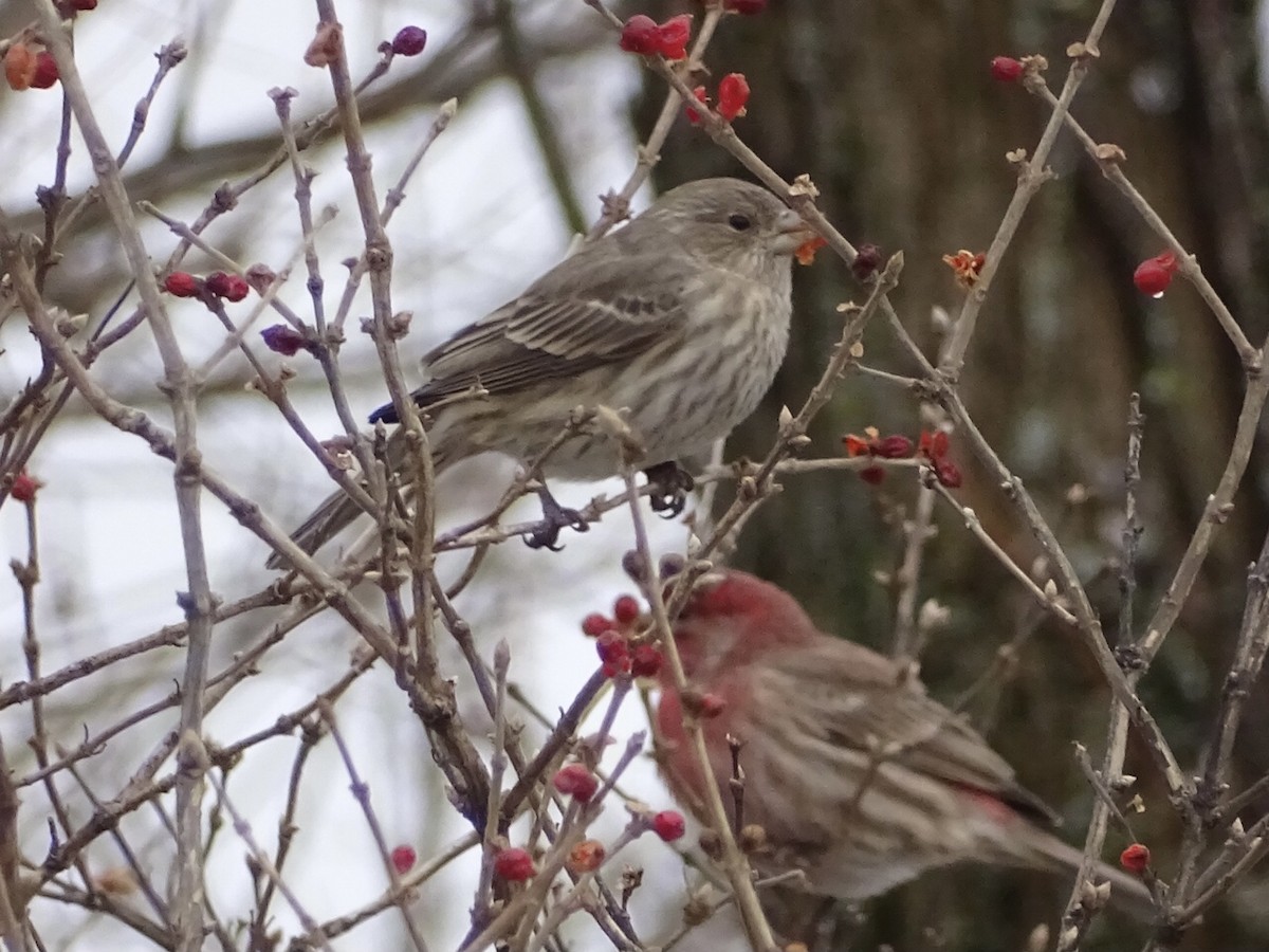 House Finch - ML292872501