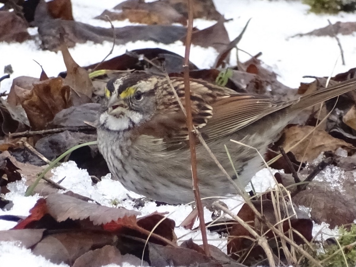 White-throated Sparrow - Jeffrey Roth