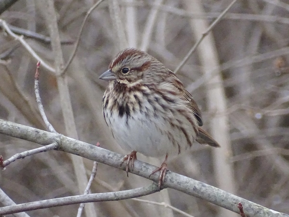 Song Sparrow - ML292872781