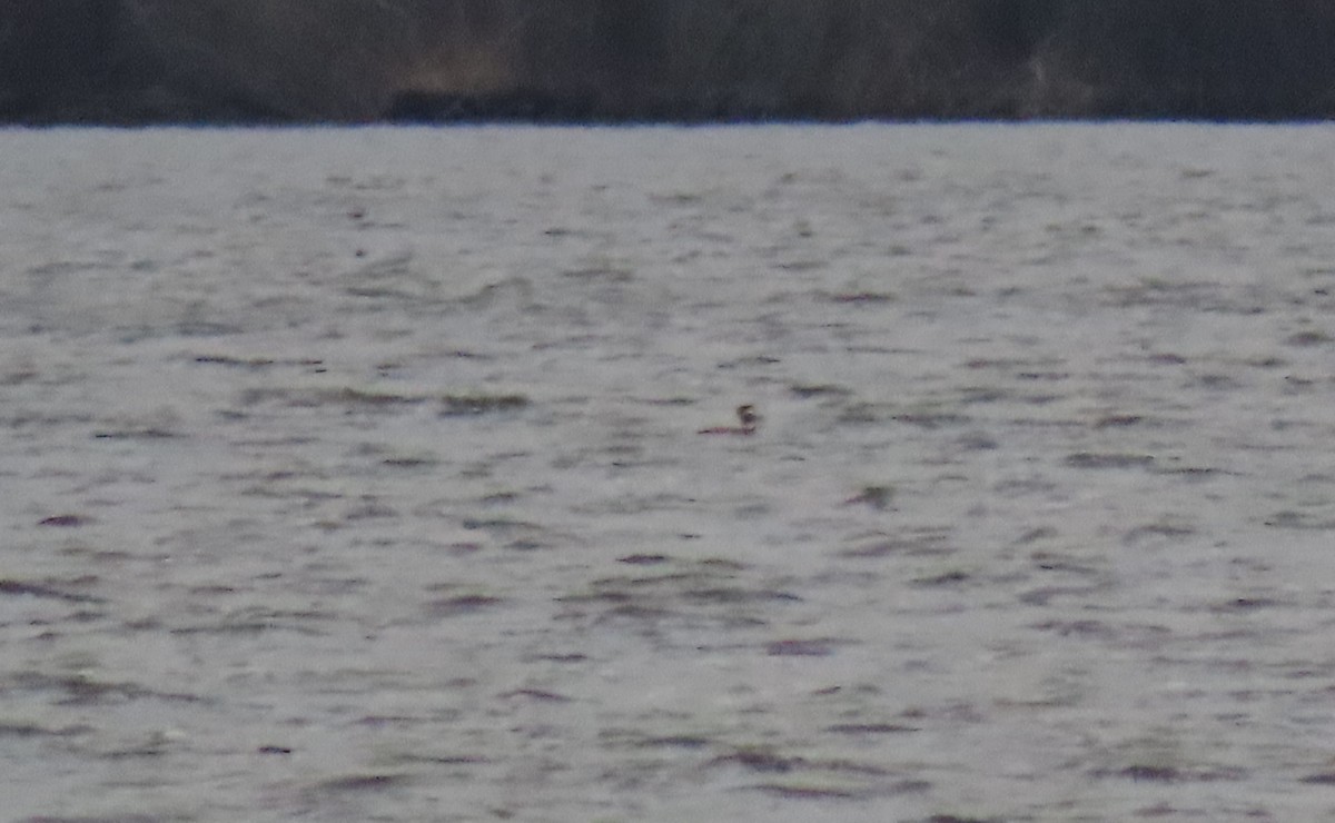 Long-tailed Duck - ML292874511