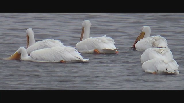 American White Pelican - ML292874561