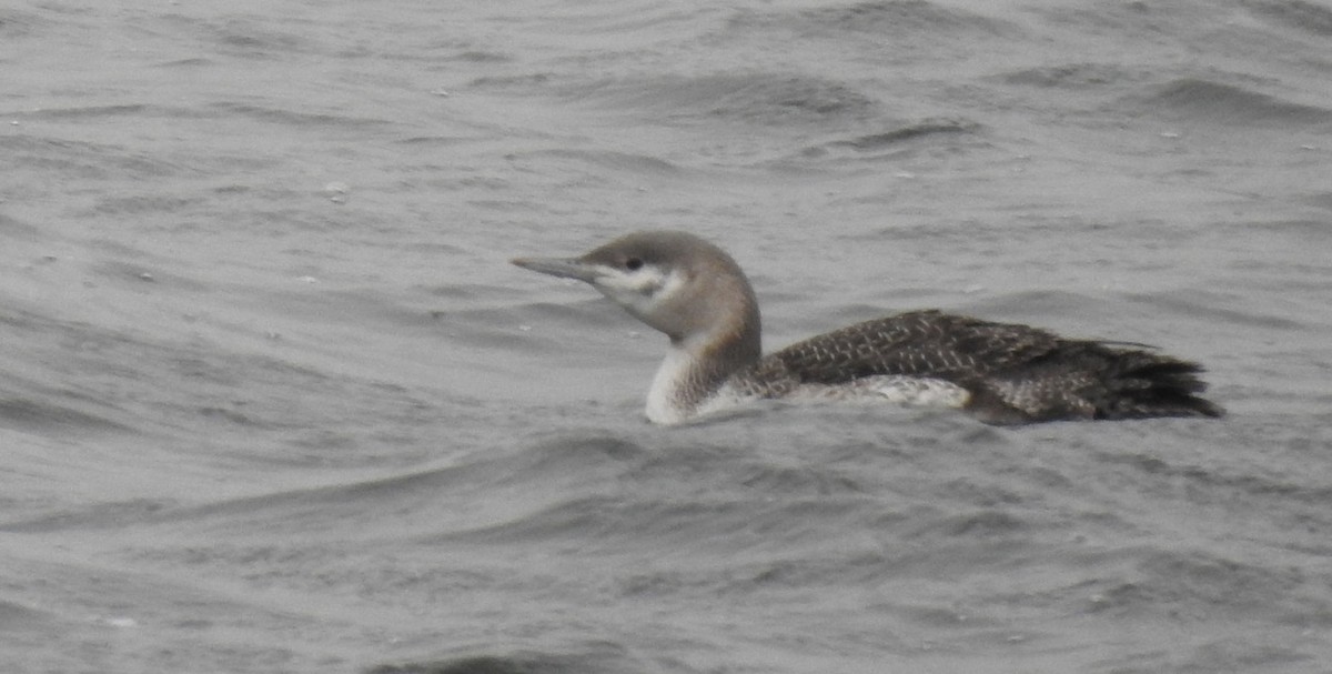 Red-throated Loon - ML292874641