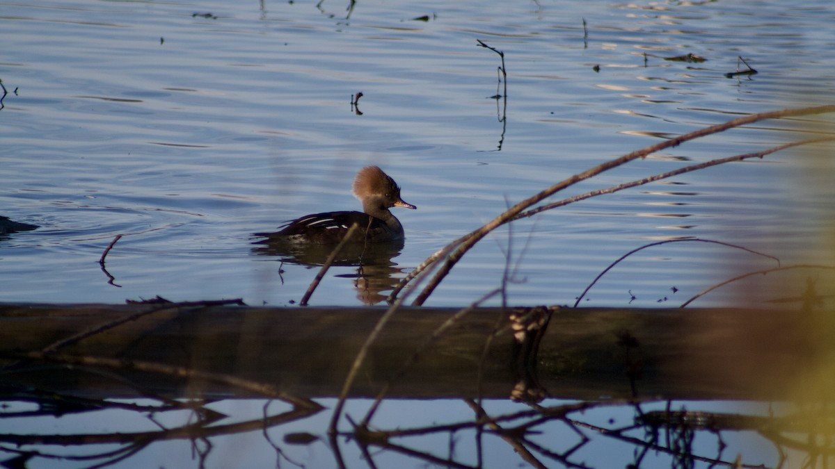 Hooded Merganser - Nick Nepokroeff