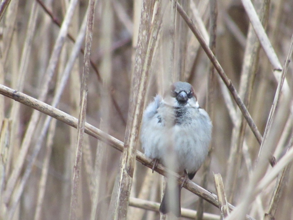 House Sparrow - ML292875421