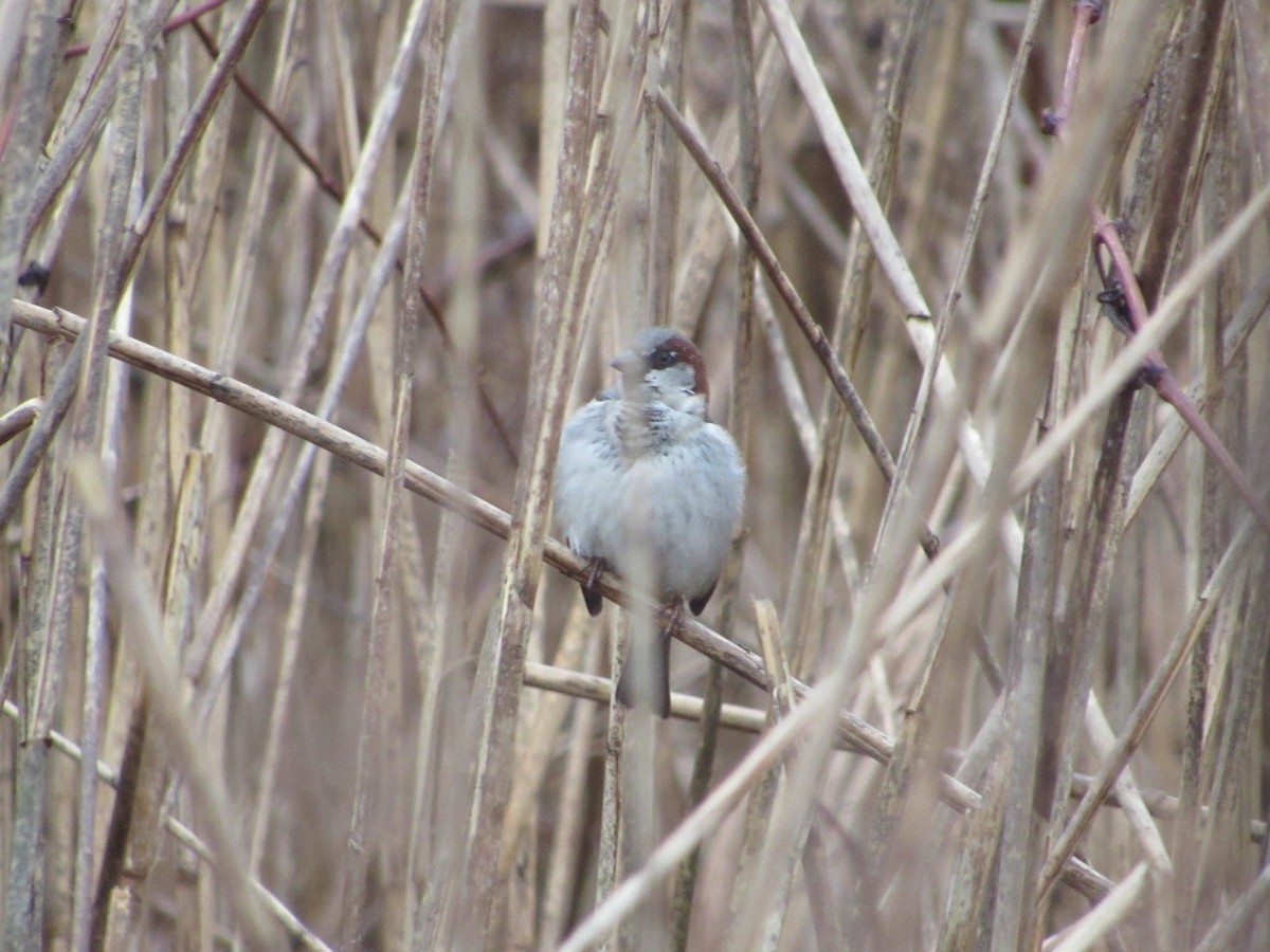 House Sparrow - ML292875431