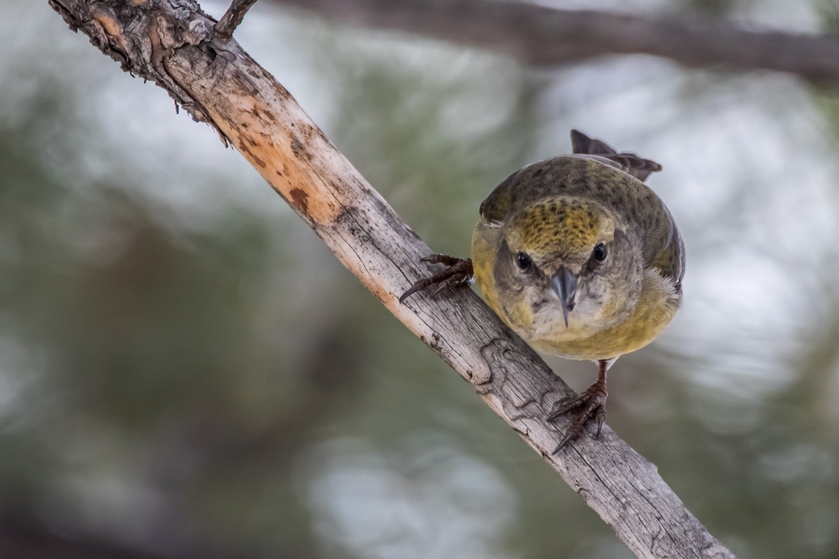 Red Crossbill - ML292876081