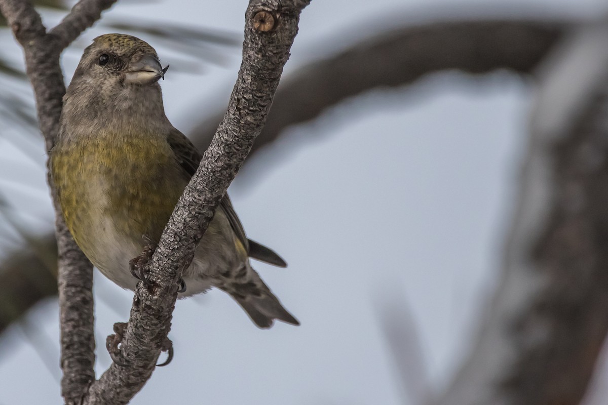 Red Crossbill - ML292876191