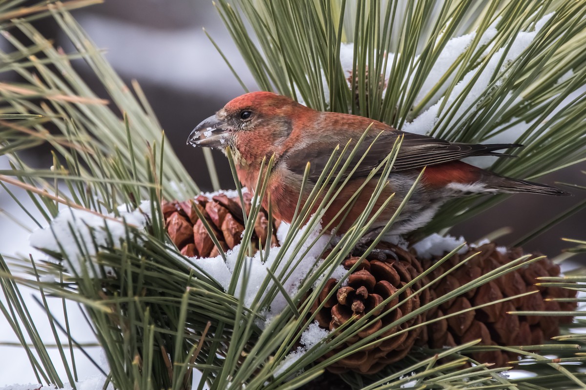 Red Crossbill - ML292876281