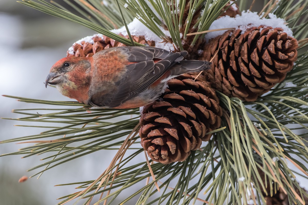 Red Crossbill - ML292876461