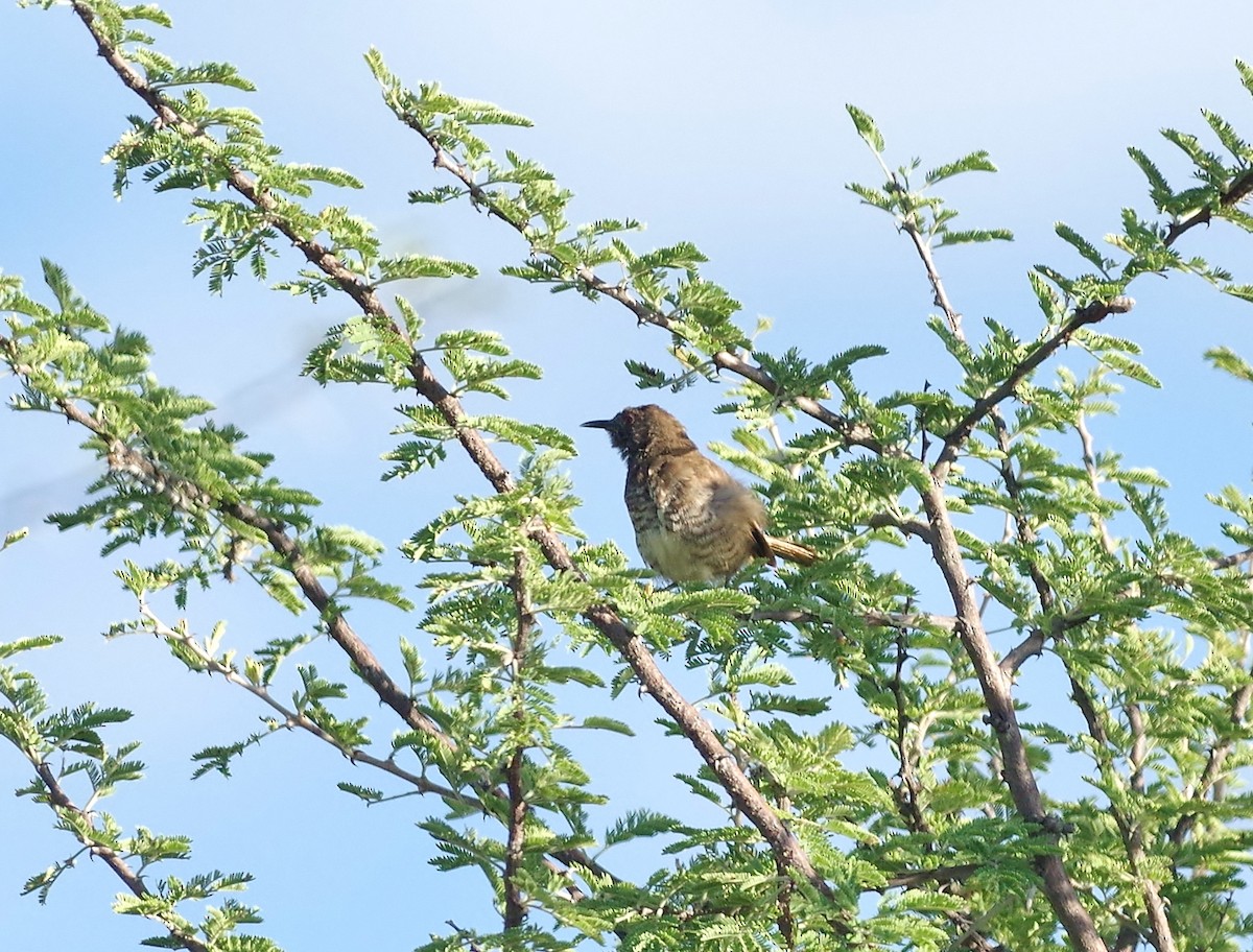 Barred Wren-Warbler - ML29288131