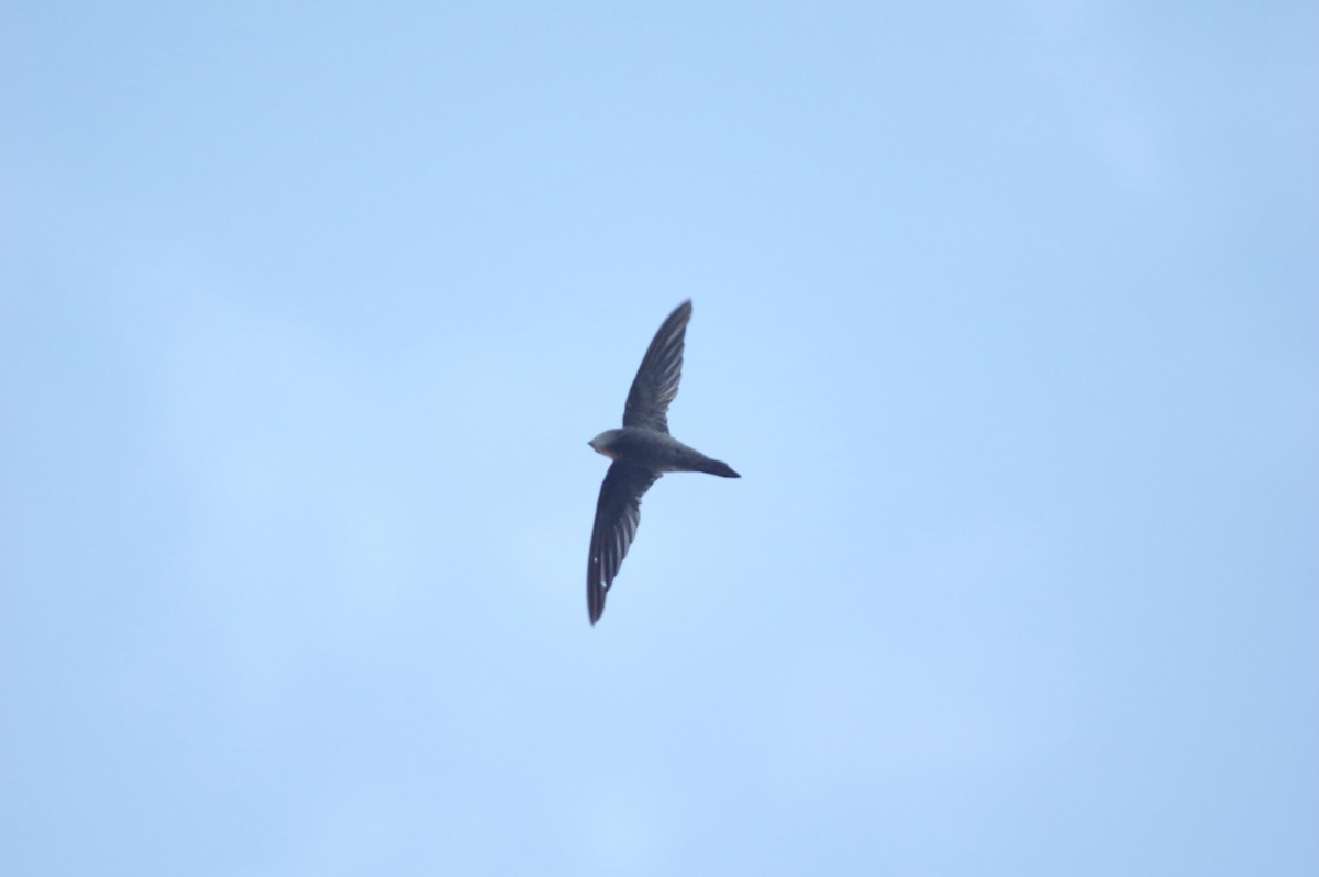 Bradfield's Swift - ML29288141