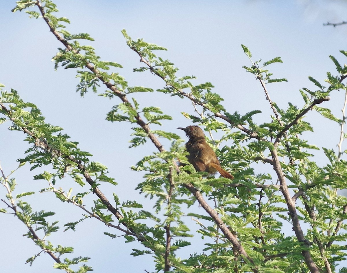 Barred Wren-Warbler - Thibaud Aronson