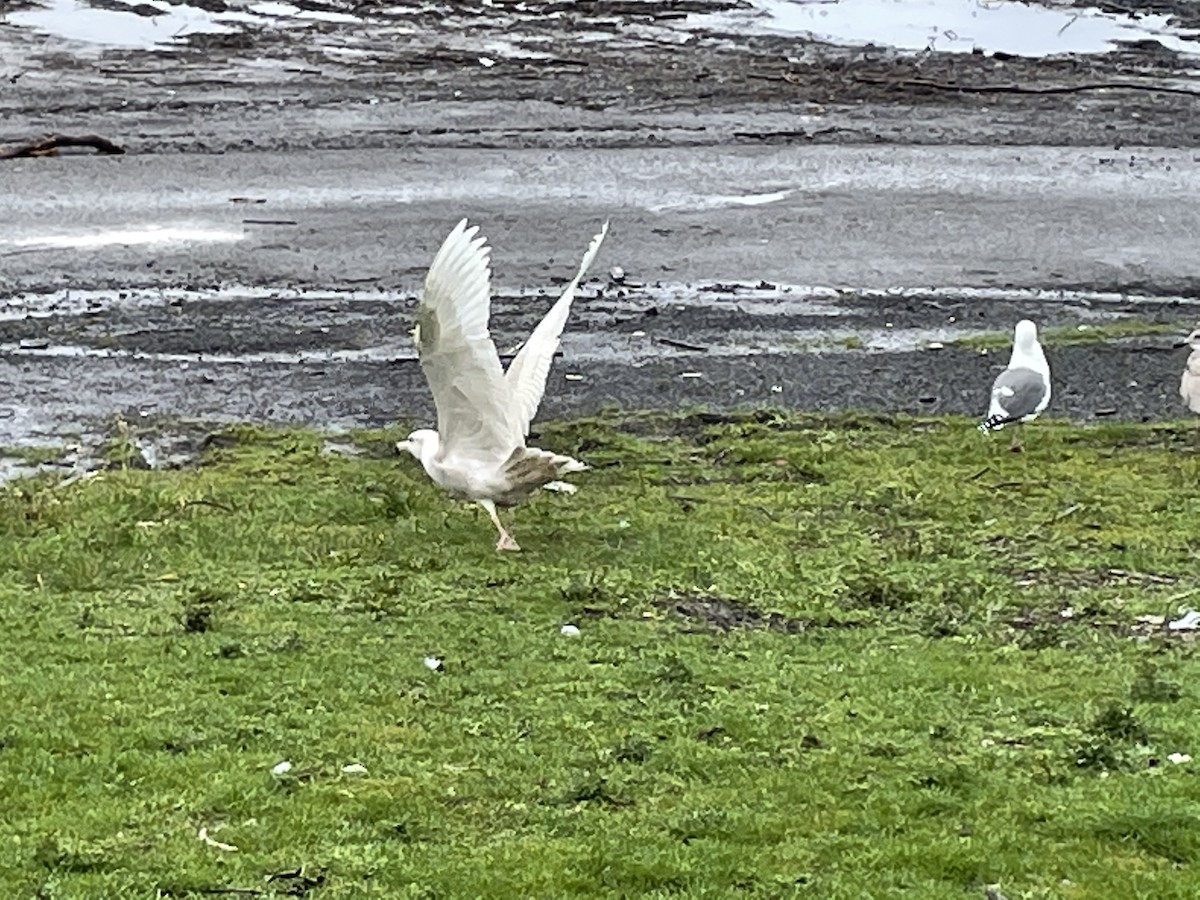 Glaucous Gull - ML292882331