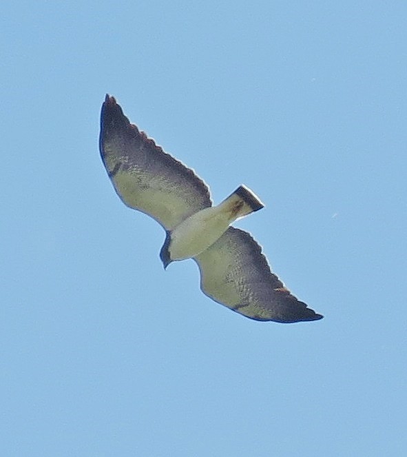 White-tailed Hawk - ML292882361