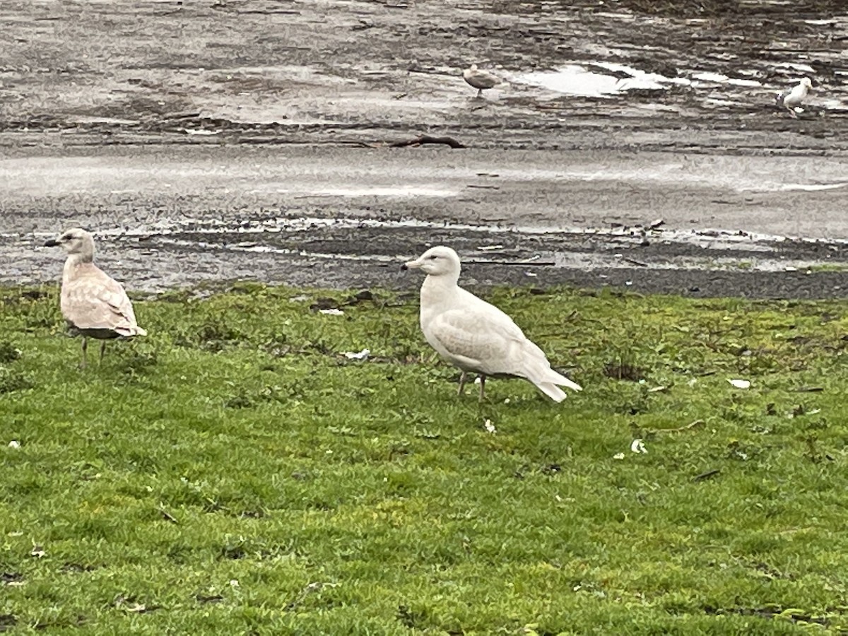 Glaucous Gull - ML292882421