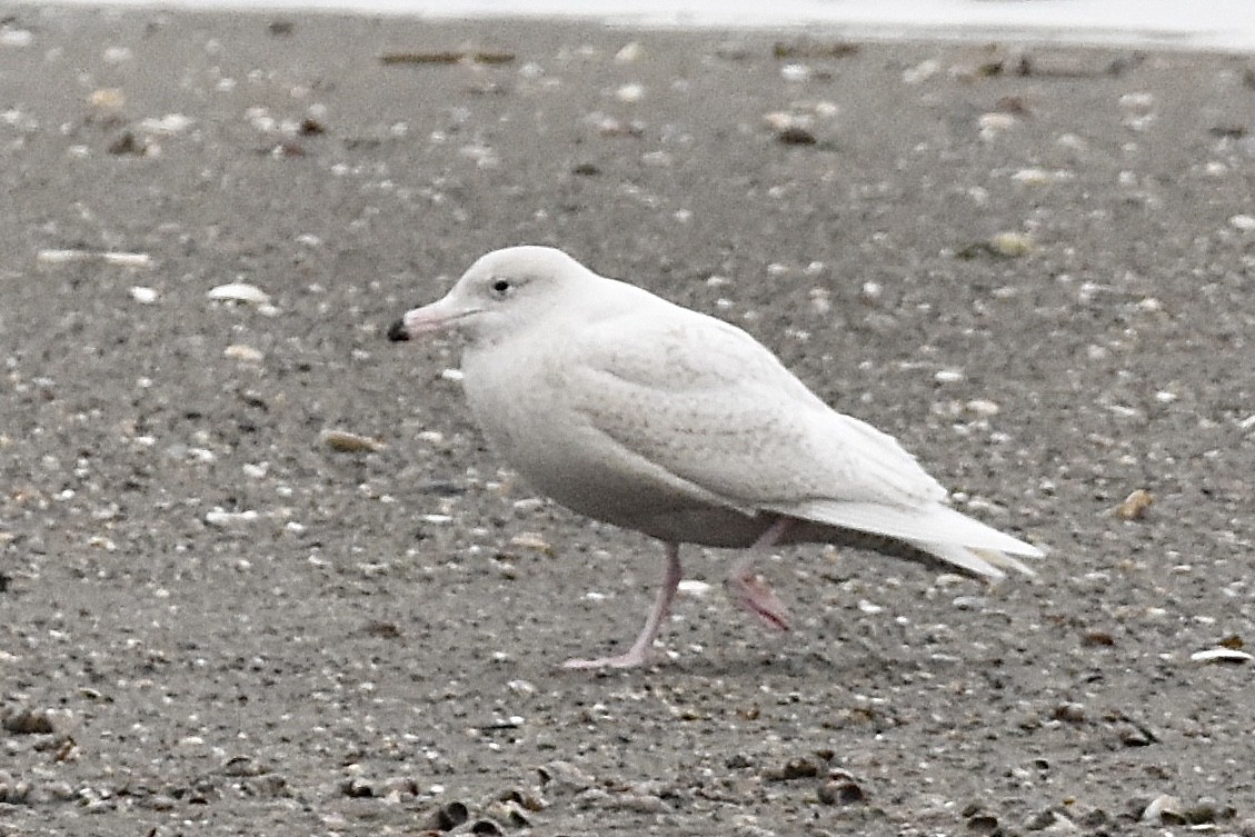 Glaucous Gull - ML292884391