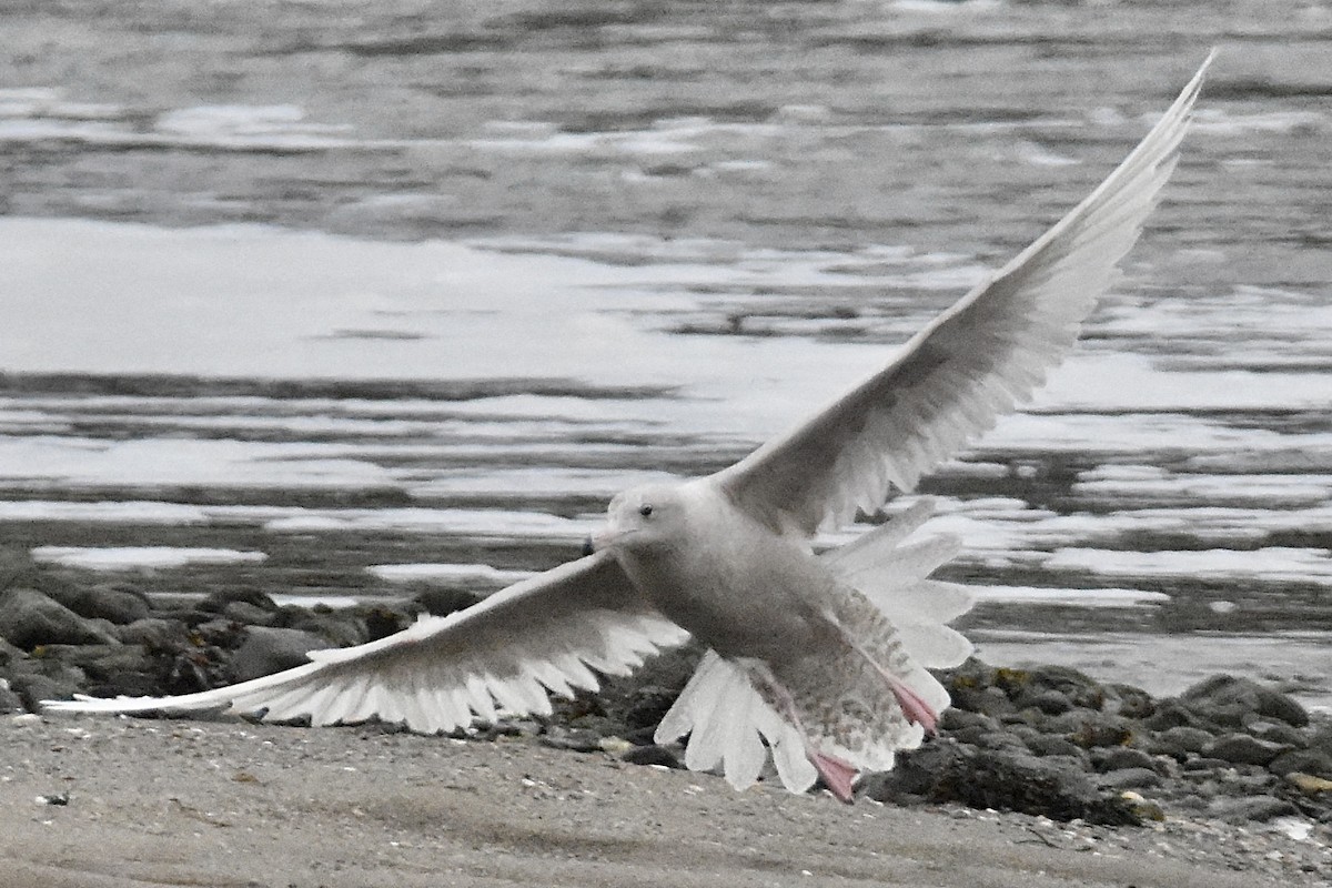 Glaucous Gull - ML292884451