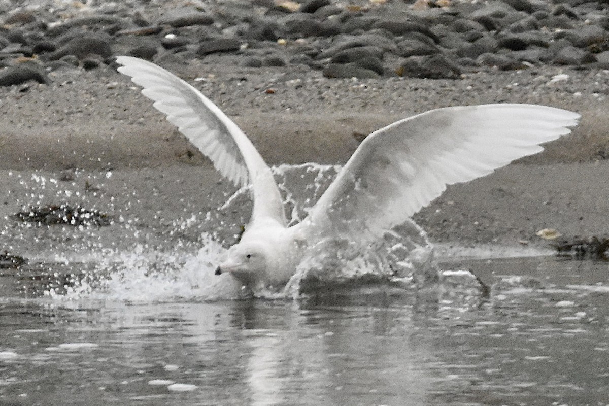 Glaucous Gull - ML292884481