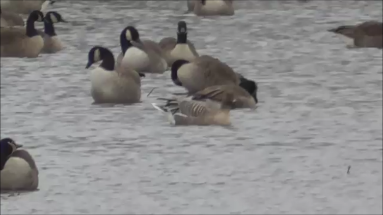 Pink-footed Goose - ML292884501