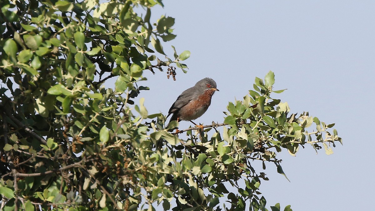 Dartford Warbler - ML29288571