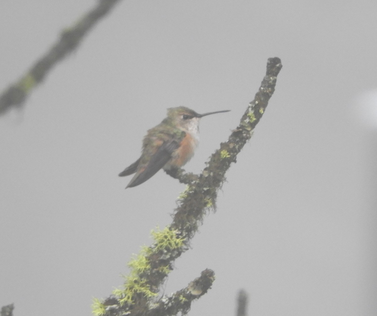 Rufous Hummingbird - Peter Olsoy