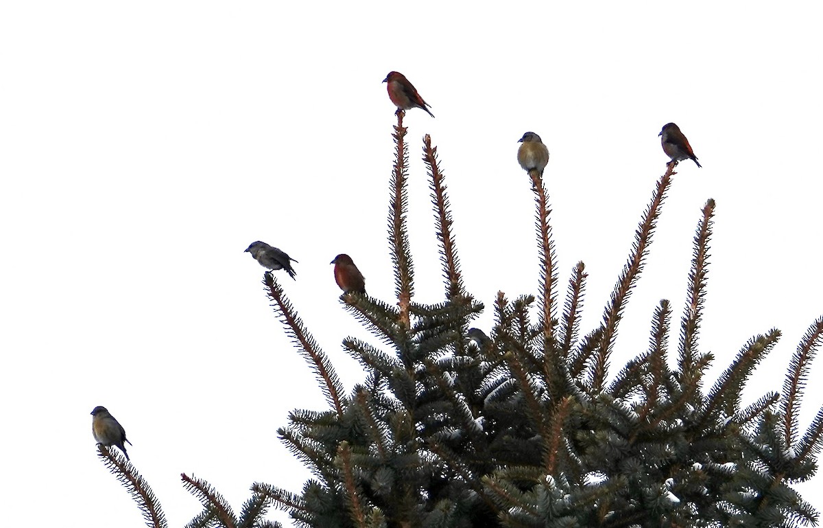 Red Crossbill - Kathy Paulin