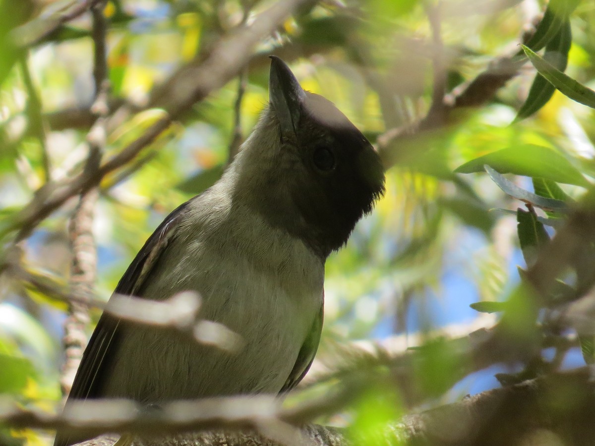 Crested Becard - ML292888181