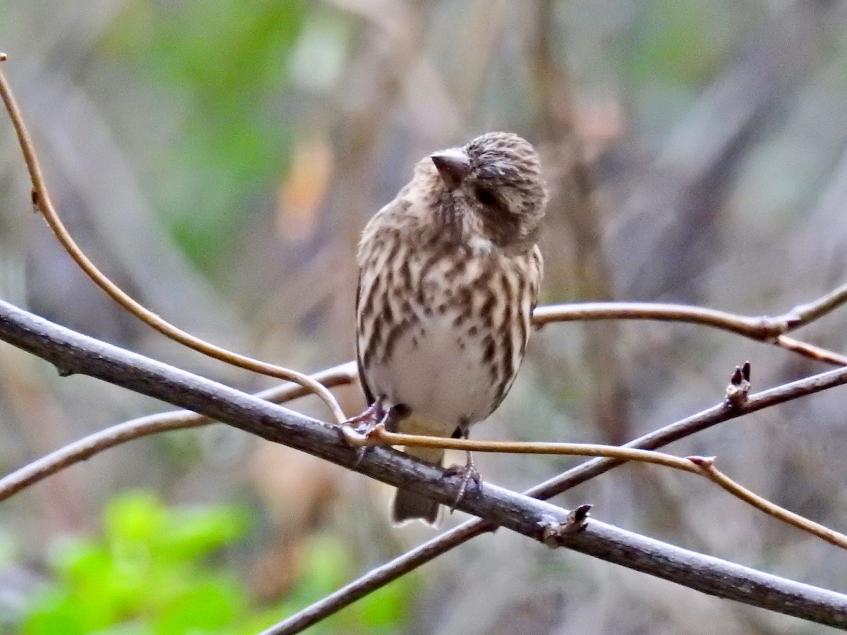 Purple Finch - ML292888191