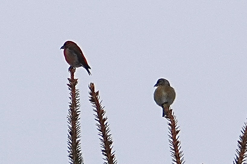 Red Crossbill - Kathy Paulin