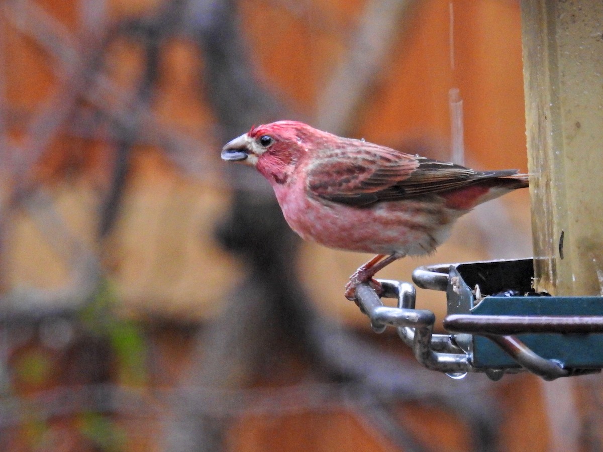 Purple Finch - ML292888221